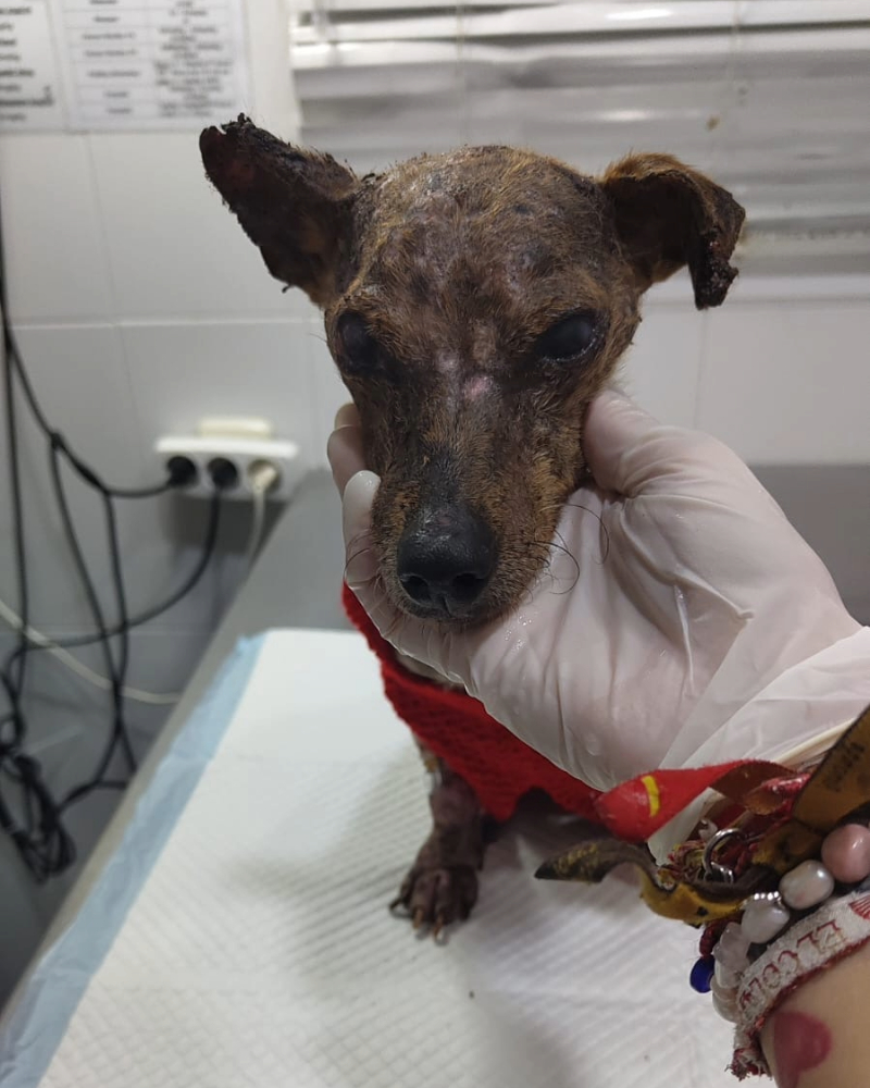 Paciente canino con leishmaniosis