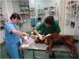 Clínica Veterinaria Puerto de Mazarrón clínica veterinaria 20