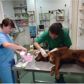 Clínica Veterinaria Puerto de Mazarrón clínica veterinaria 20