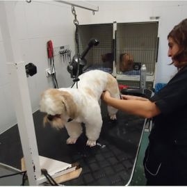 Clínica Veterinaria Puerto de Mazarrón clínica veterinaria 25