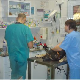 Clínica Veterinaria Puerto de Mazarrón clínica veterinaria 21