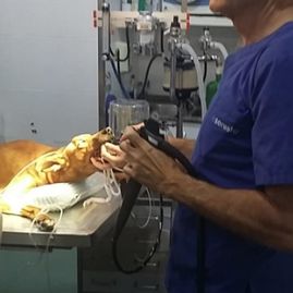 Clínica Veterinaria Puerto de Mazarrón servicios veterinarios 4